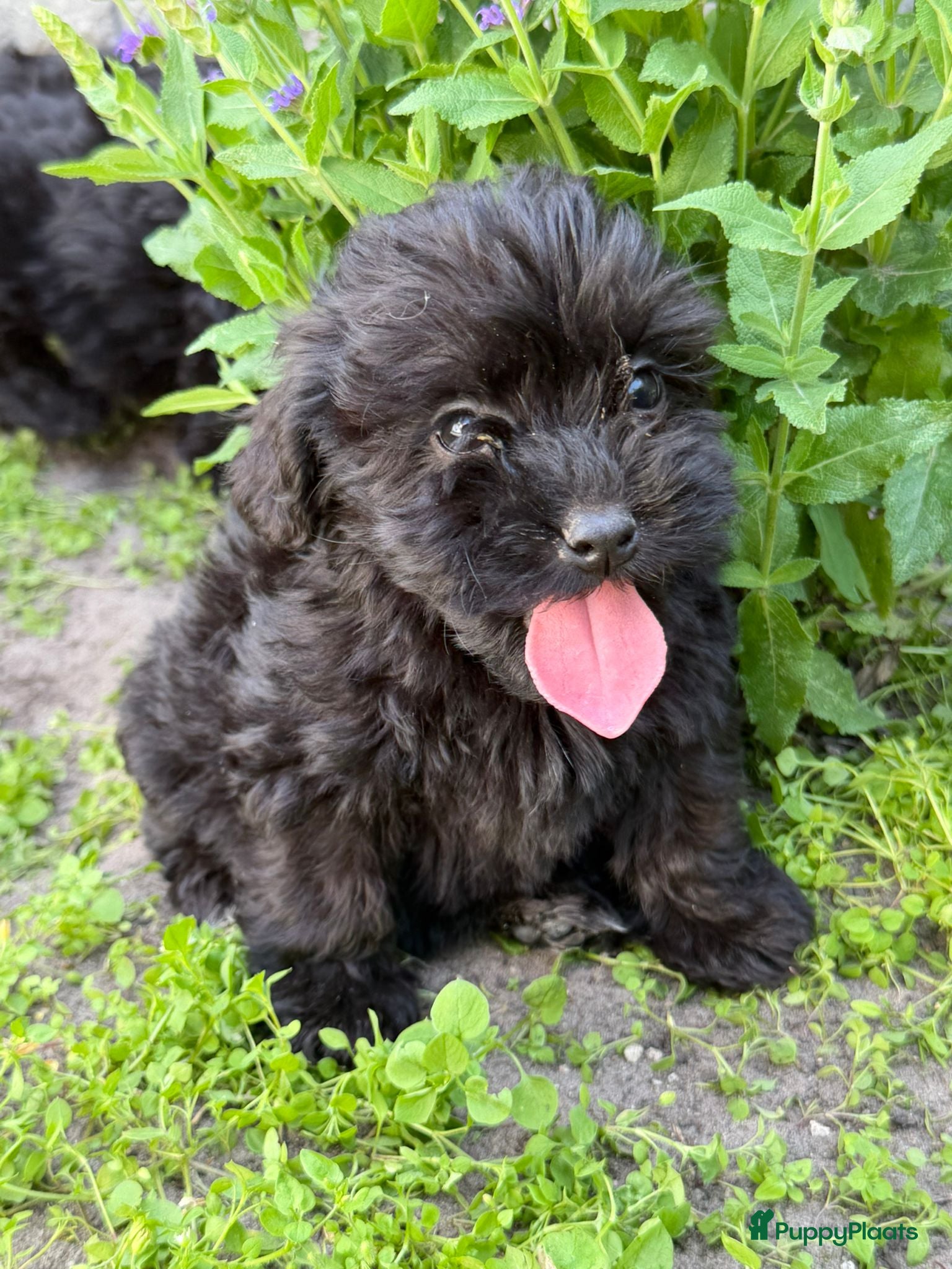 Cockapoo honden te koop: Cockapoo x boomer pups  - Advertentie 31
