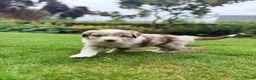 Australian Shepherd honden te koop: Australian Shepherd - Advertentie 3