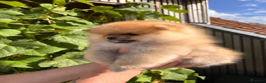 Pomeriaan 3