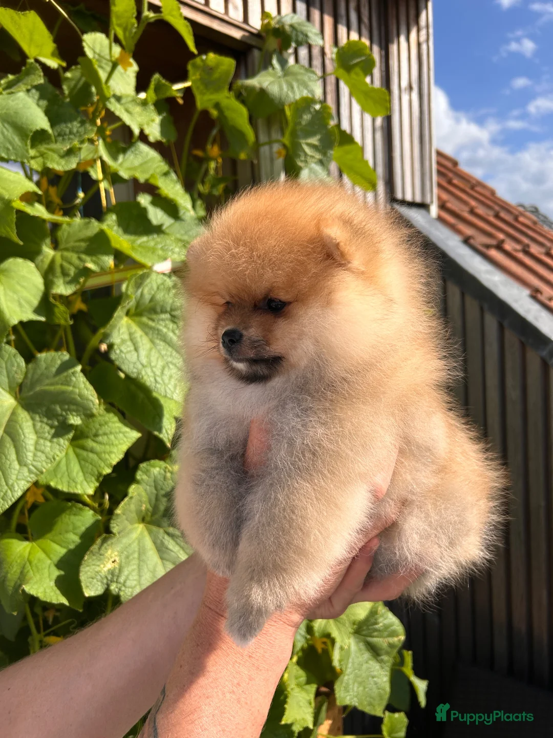 Pomeriaan honden te koop: ❤️Pomeranian❤️ - Advertentie 2