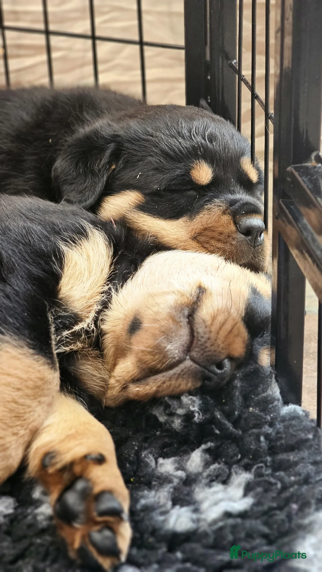 Rottweiler honden te koop: Litter F  - Advertentie 19