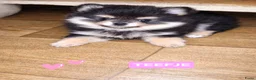 Pomchi honden te koop: SUPERSCHATTIGE POMCHI KNUFFELBEERTJES ❤️💙   - Advertentie 4