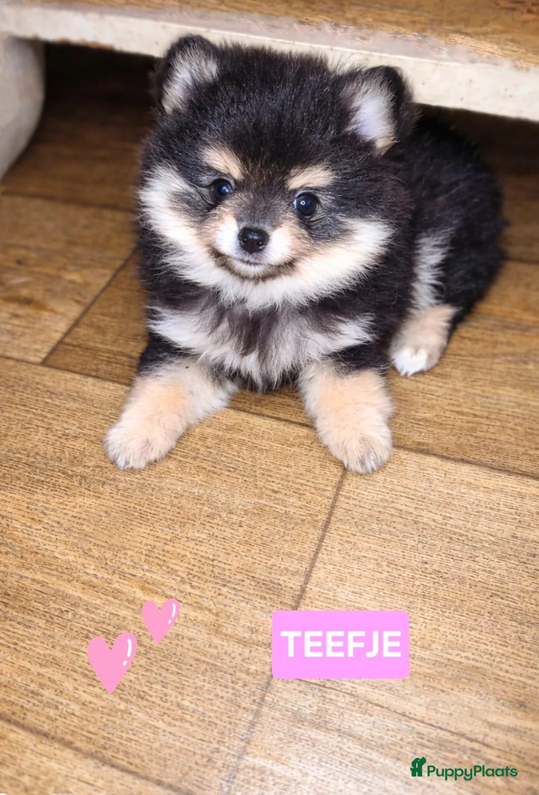 Pomchi honden te koop: SUPERSCHATTIGE POMCHI KNUFFELBEERTJES ❤️💙   - Advertentie 4