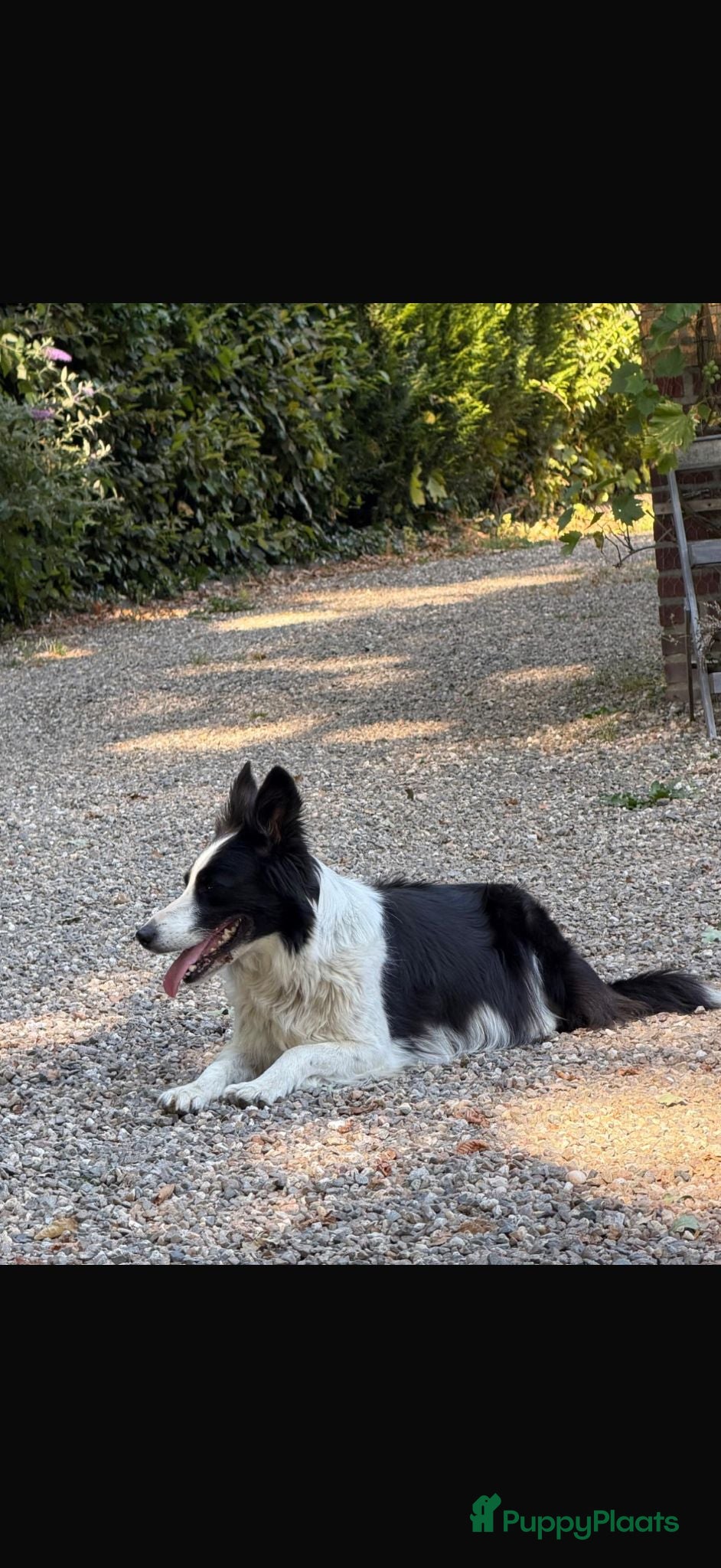 Border Collie honden Klassiek getekende zwart witte en  driekleur pups - Advertentie 6