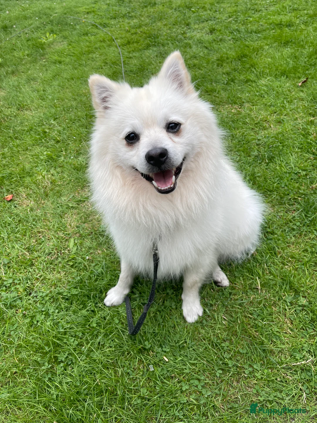 Keeshond honden te koop: Keeshond zoekt een nieuw thuis♥️ - Advertentie 1