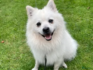 Keeshond honden Keeshond zoekt een nieuw thuis♥️ - Advertentie 3