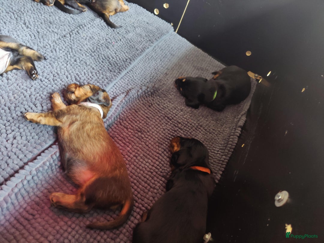 Teckel (langhaar) honden te koop: Eén pup beschikbaar Standaard langhaar teckel pups - Advertentie 5