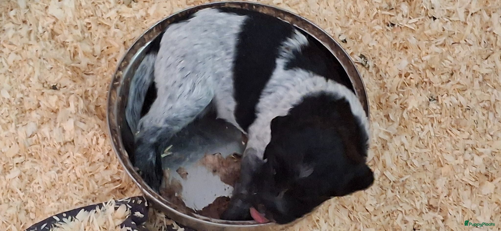 Kruising honden Prachtige friese stabij kruising  - Advertentie 5