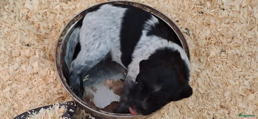 Kruising honden te koop: Prachtige friese stabij kruising  - Advertentie 1