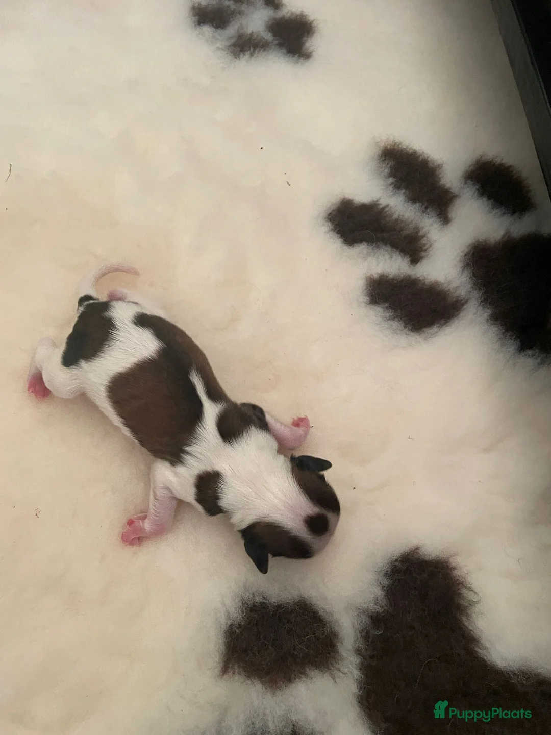 Kooikerhondje honden te koop: Raszuivere Kooiker pups te koop. - Advertentie 2