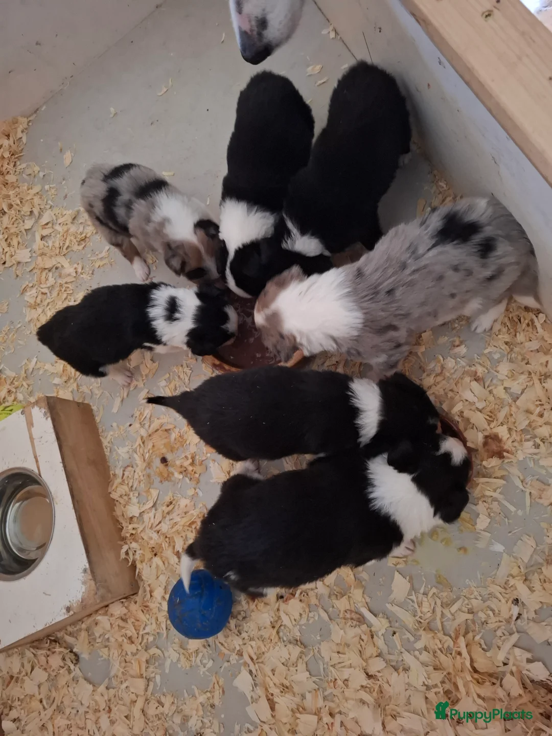 Border Collie honden te koop: bordercollie pups te koop - Advertentie 10