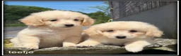 Kruising honden te koop: Boompoo pups. Boomer x Poedel - Advertentie 7