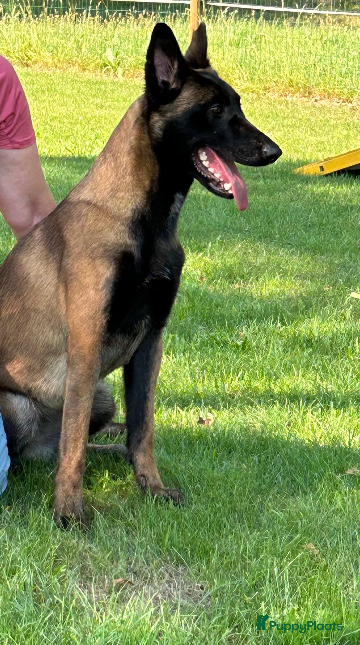 Mechelse Herder honden Mechelse herder teef  - Advertentie 2