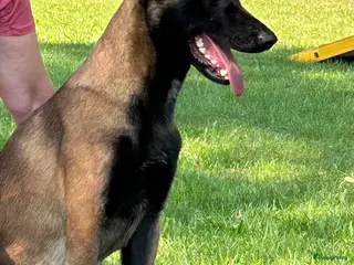 Mechelse Herder honden Mechelse herder teef - Advertentie 3