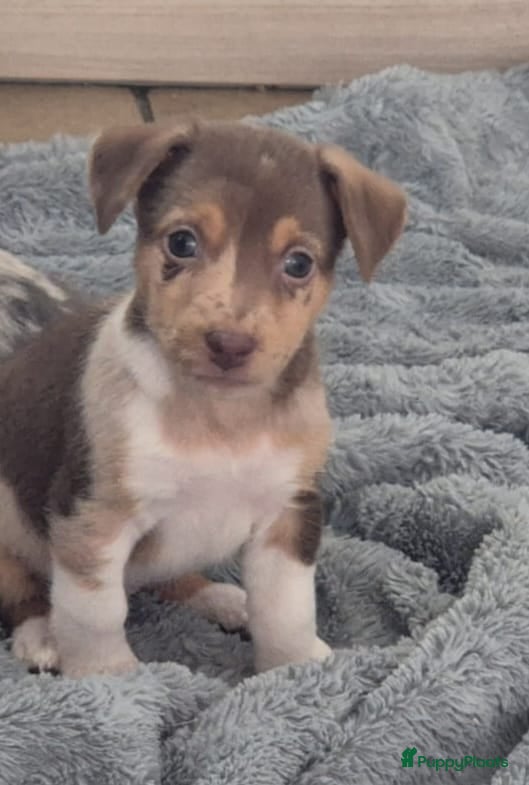 Jack Russel Terriër honden Merle choco lillac and white reu mega mooie pup   - Advertentie 1