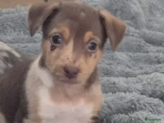 Jack Russel Terriër honden Merle choco lillac and white reu mega mooie pup - Advertentie 1