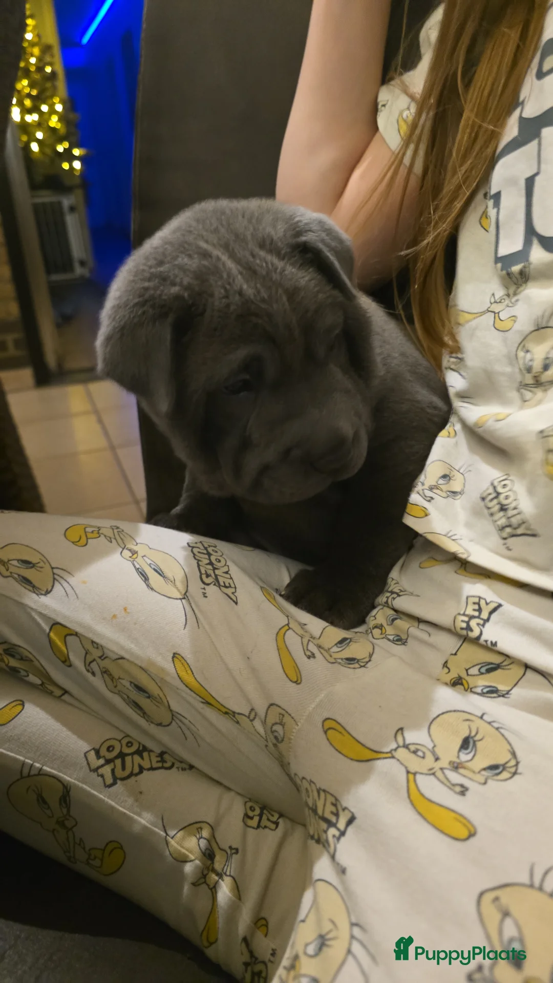 Shar Pei honden te koop: Sharpei - Advertentie 6