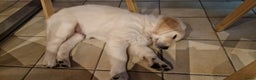 Golden Retriever honden te koop: golden retriever pup - Advertentie 1