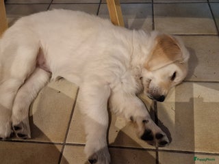 Golden Retriever honden golden retriever pup - Advertentie 1