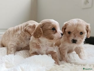 Cavapoo honden Leuke Cavapoo pups! - Advertentie 1