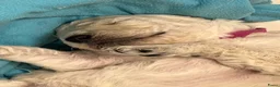Labradoodle honden te koop: Labradoodle - Advertentie 19