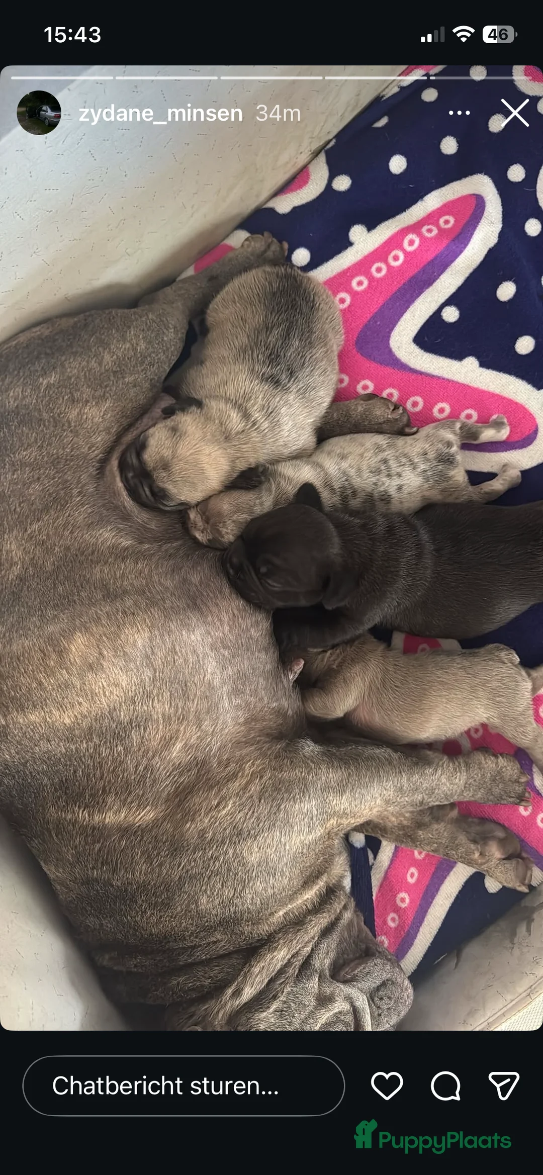 Franse Bulldog honden te koop: Franse bulldog pups - Advertentie 2
