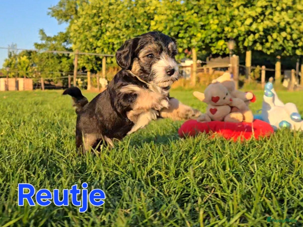Maltipoo honden 🥰 9 Prachtige Maltipoo pups! Unieke kleuren 🐶 - Advertentie 3