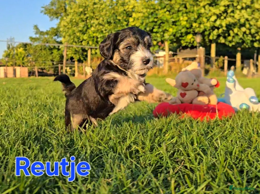 Maltipoo honden te koop: 🥰 9 Prachtige Maltipoo pups! Unieke kleuren 🐶 - Advertentie 1
