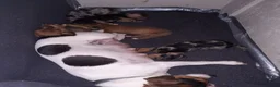 Jack Russel Terriër honden te koop: 5 leuke jack russel pups - Advertentie 5
