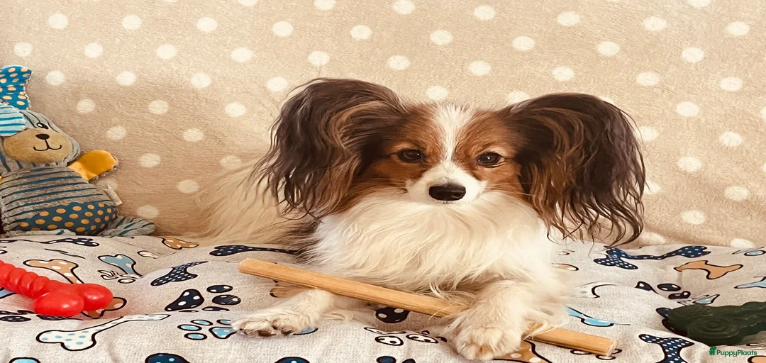 Galerij afbeelding {{count}}