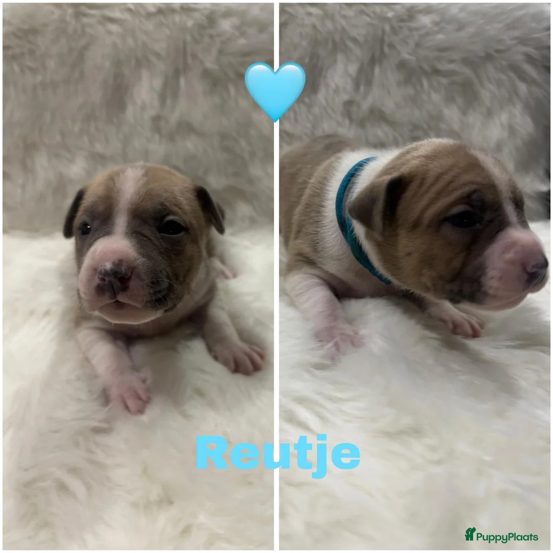 American Staffordshire Terriër honden te koop: Amerikaanse Stafford pups  - Advertentie 3