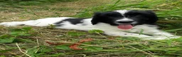 Kruising honden te koop: Prachtige Goldendoole X Friese Stabij pups - Advertentie 21