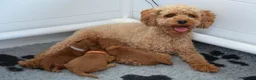 Poedel Toy honden te koop: Prachtige toypoedel pups  - Advertentie 1