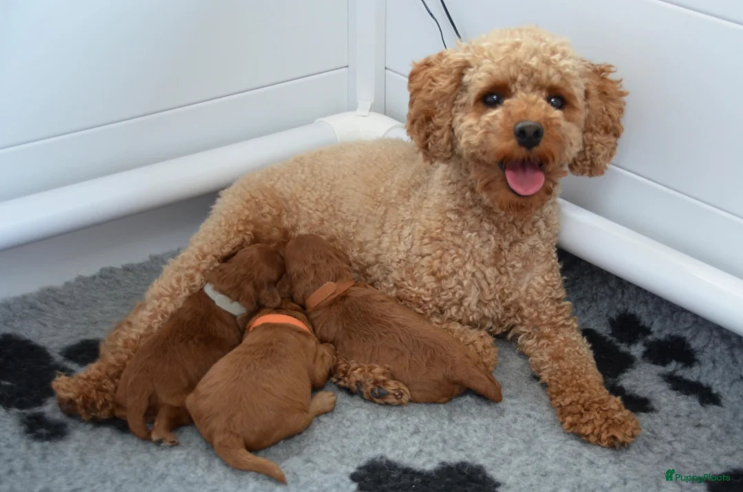 Poedel Toy honden te koop: Prachtige toypoedel pups  - Advertentie 1