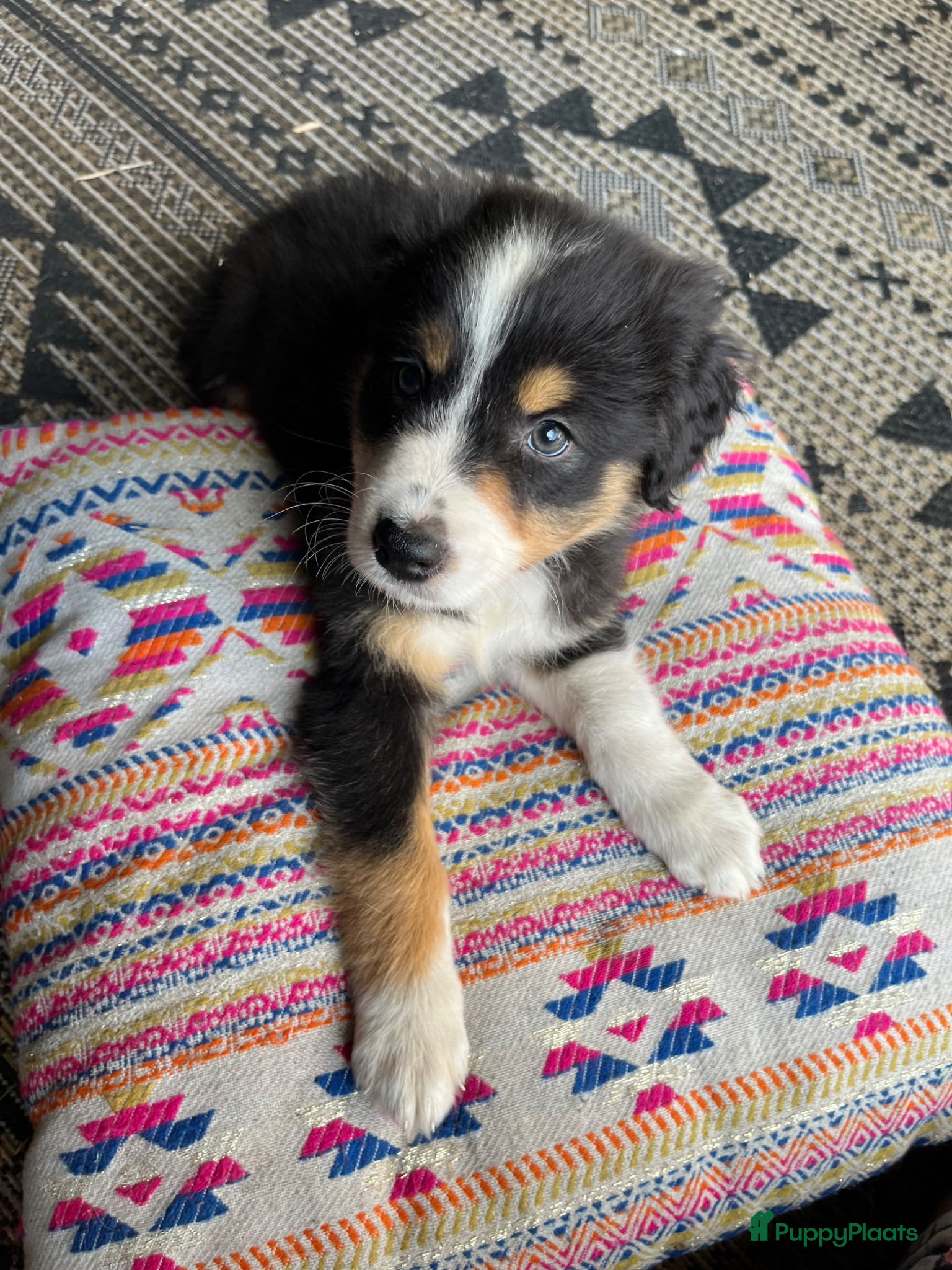 Australian Shepherd honden Austrailian shepherd pups  - Advertentie 14