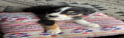 Australian Shepherd honden te koop: Austrailian shepherd pups  - Advertentie 5