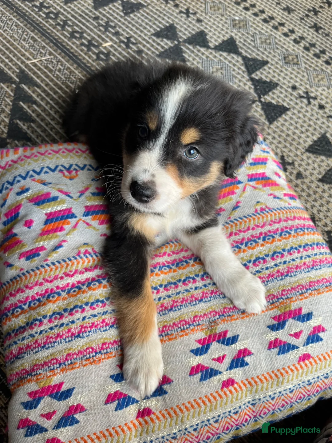 Australian Shepherd honden te koop: Austrailian shepherd pups  - Advertentie 1