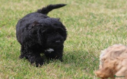 Cockapoo honden te koop: Cockapoo pups - Afbeelding 9