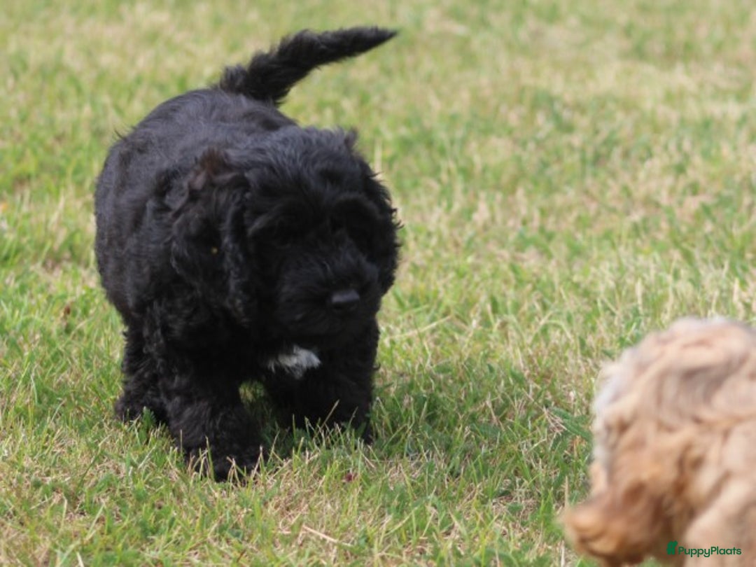 Cockapoo honden te koop: Cockapoo pups - Afbeelding 9
