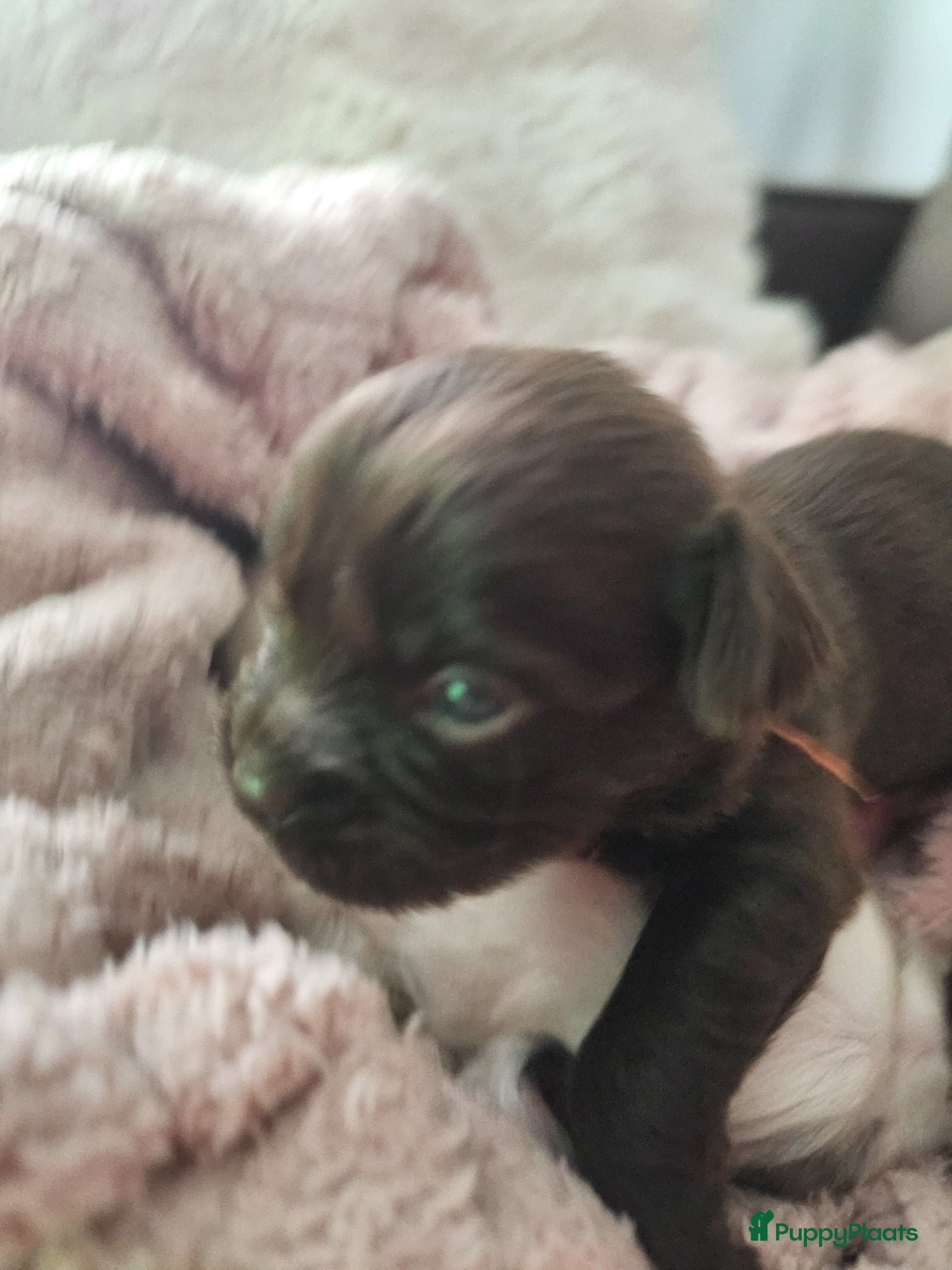 Malshi honden te koop: Boomer - Advertentie 4