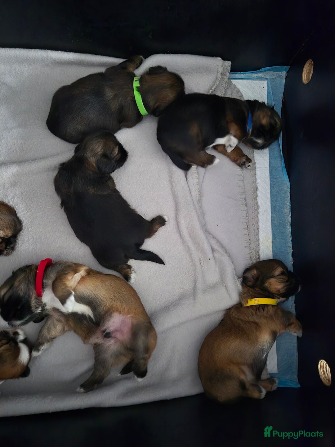 Shih Tzu honden te koop: Te koop  - Afbeelding 11