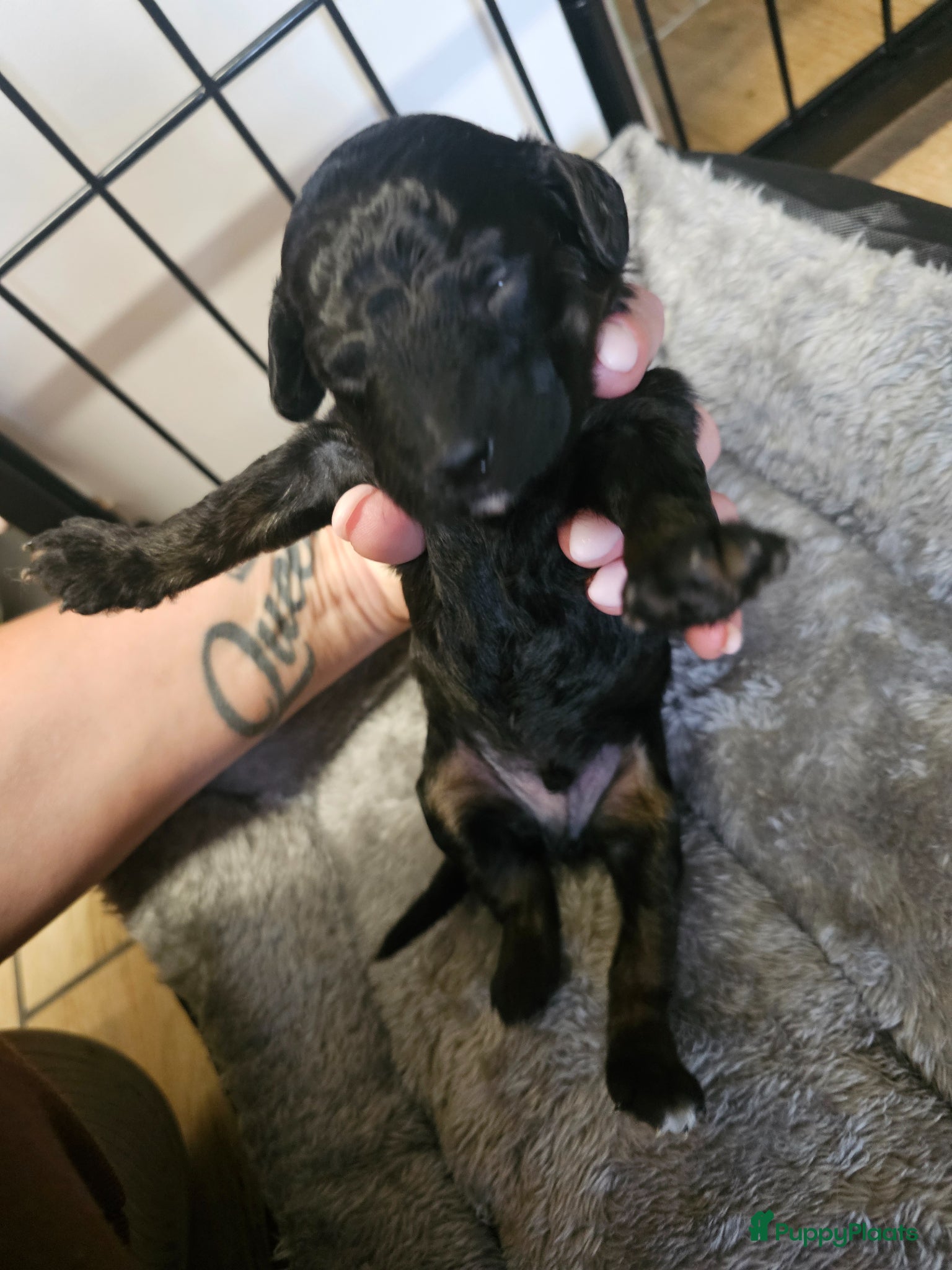 Poedel Toy honden te koop: Knappe toy poedel pups - Advertentie 19