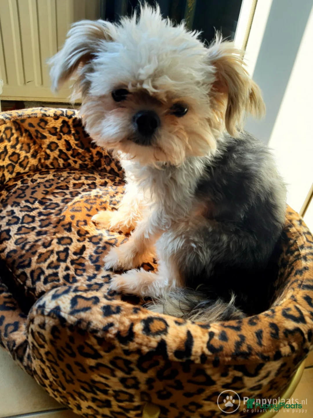 Boomer honden ter dekking: Kruising tussen Boomer en chihuahua in Tilburg - Advertentie 3