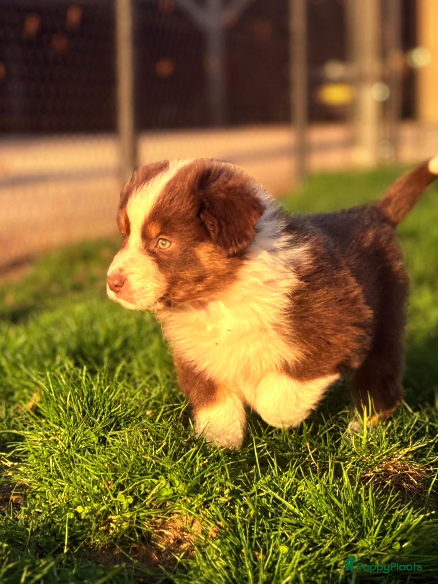 Australian Shepherd honden Ras zuivere Australian shepherd pups  - Advertentie 7