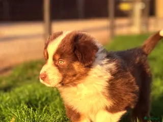 Australian Shepherd honden Ras zuivere Australian shepherd pups - Advertentie 7