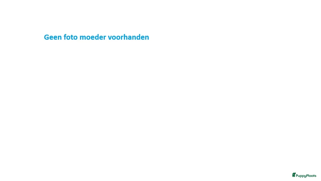 Border Collie honden te koop: Border collie pup teef 4 maanden te koop in Echt - Advertentie 2