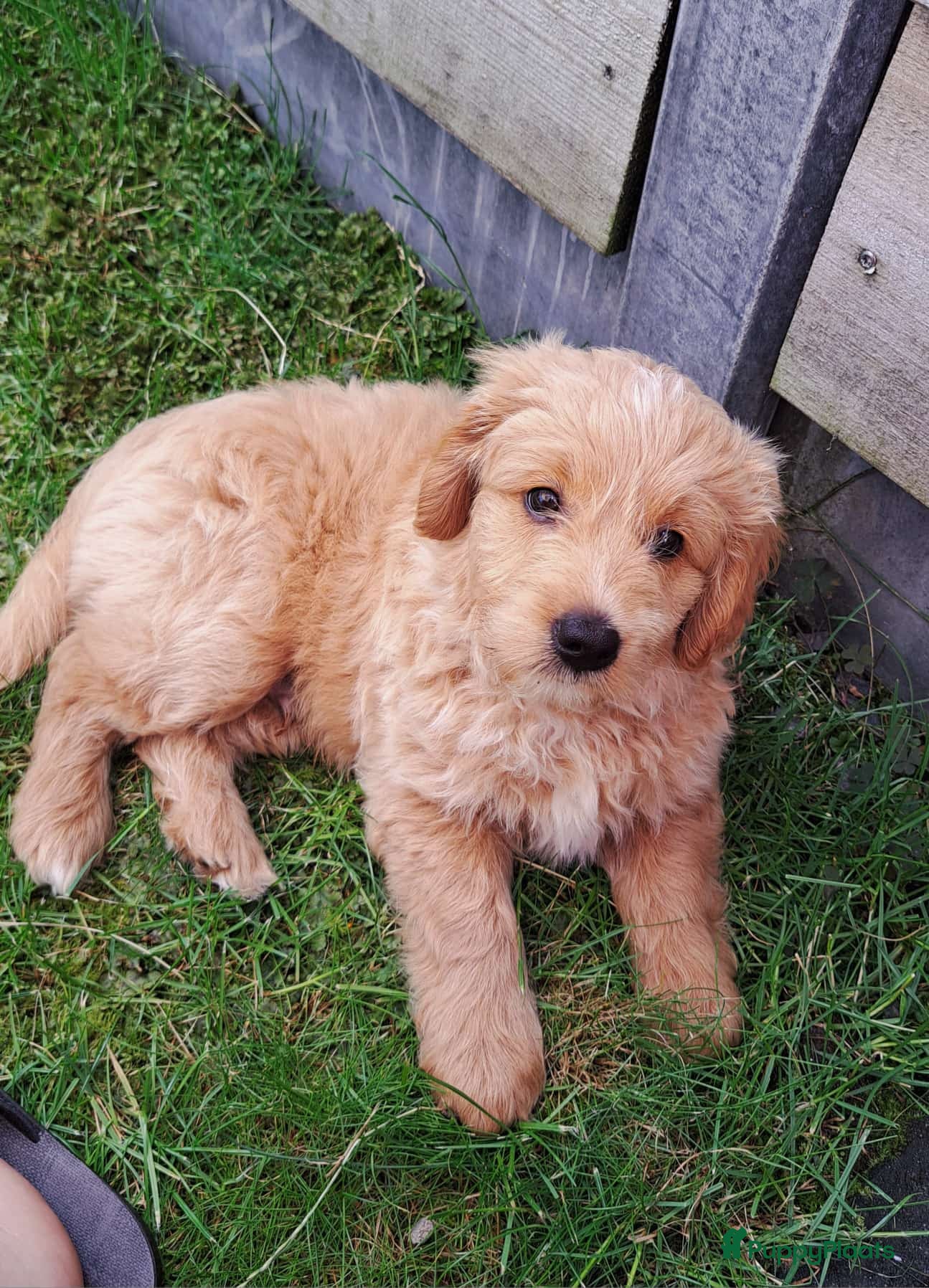 Goldendoodle honden Goldendoodle puppy F1 REU - Advertentie 5