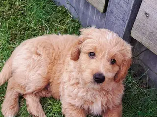 Goldendoodle honden Goldendoodle puppy F1 REU - Advertentie 5