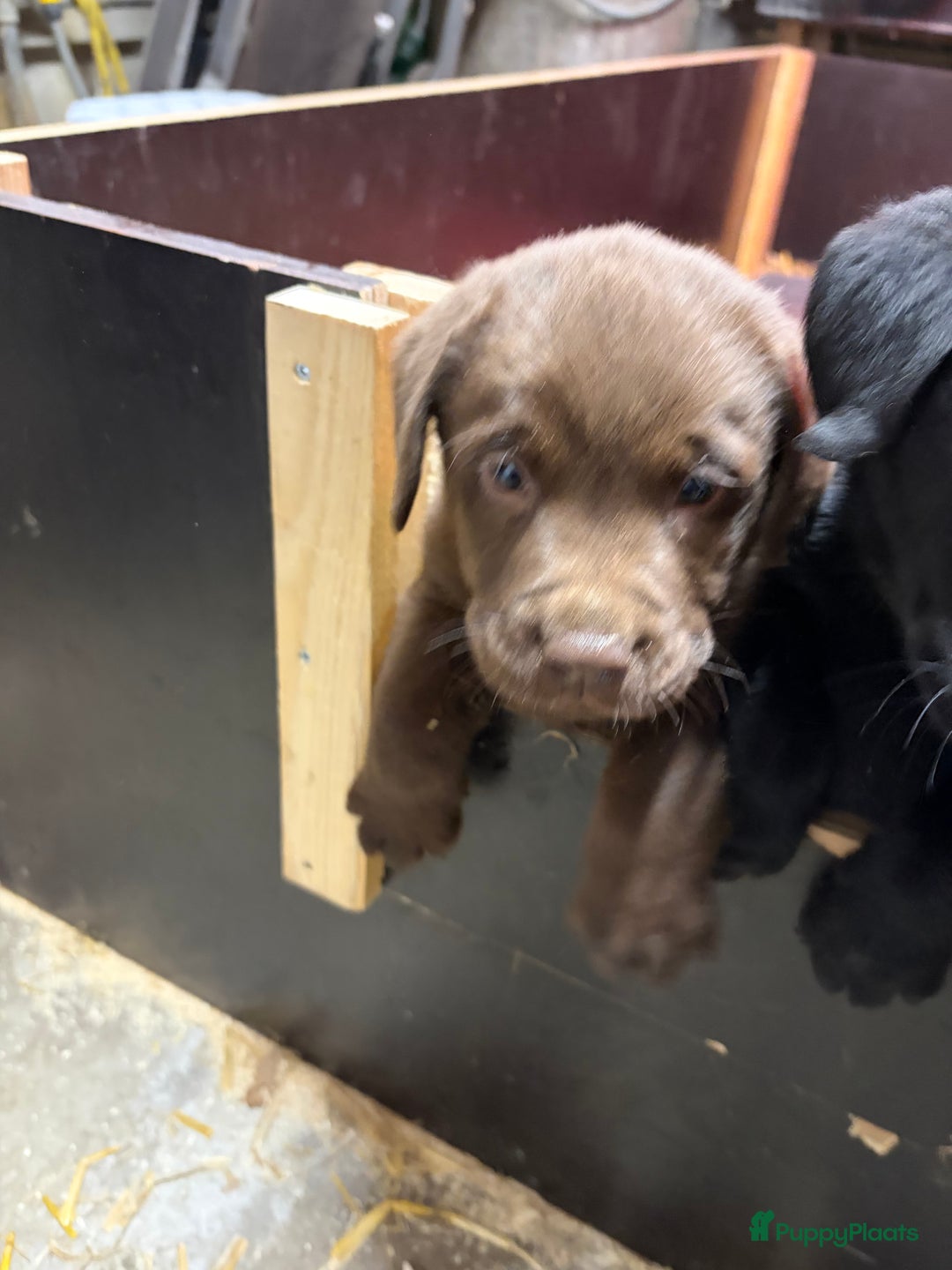 Labrador Retriever honden te koop: Nog 1 Lievebruine labrador pup te koop - Advertentie 12
