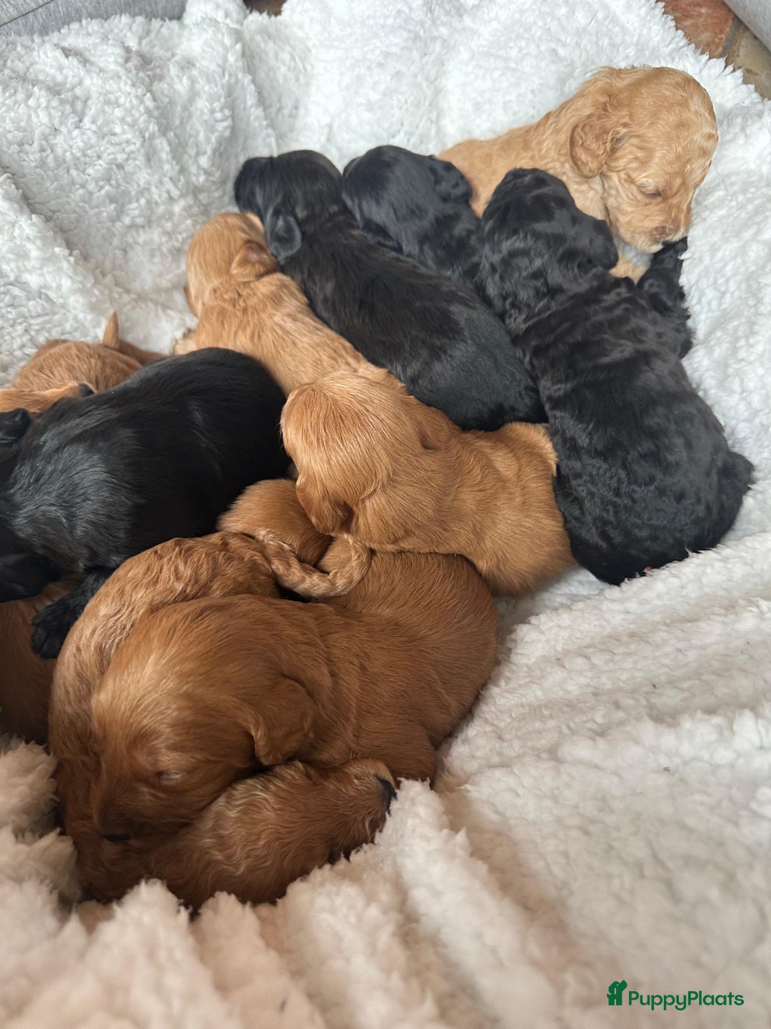 Labradoodle honden te koop: ✨ Liefdevol opgegroeide pups enkele te reserveren - Advertentie 2